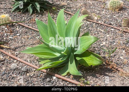 Agava at a Cactus and succulent garden Photographed in Tel Aviv, Israel in May Stock Photo