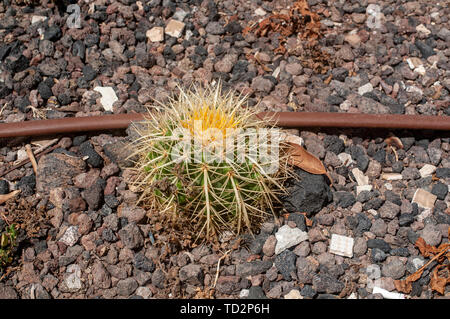 Mexican Echinocactus grusonii cactus in a Cactus and succulent garden Photographed in Tel Aviv, Israel in May Stock Photo