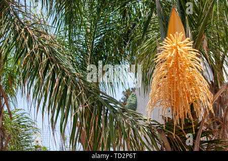 Flowering Dypsis decaryi AKA Triangle palm photographed in Israel in May Stock Photo