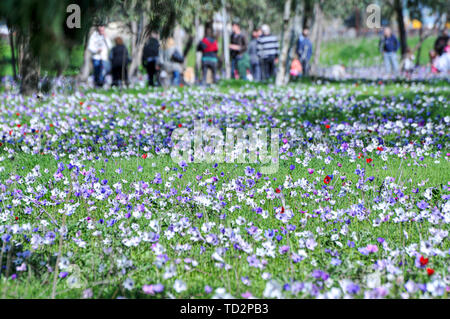 Israel, A field of spring wildflowers Anemone coronaria (Poppy Anemone). This wildflower can appear in several colours. Mainly red, purple, blue and w Stock Photo