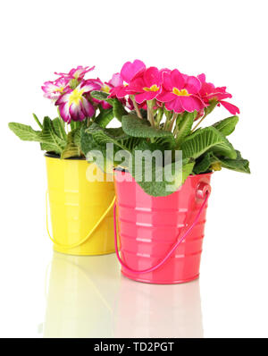 Beautiful pink primulas in  pails, isolated on white Stock Photo