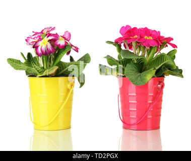 Beautiful pink primulas in  pails, isolated on white Stock Photo