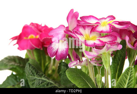 Beautiful pink primulas, isolated on white Stock Photo
