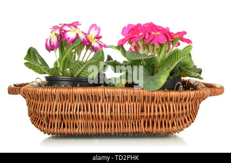 Beautiful pink primulas in basket, isolated on white Stock Photo