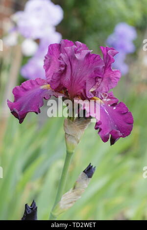 Tall bearded iris 'Teesdale' flowering in May, UK Stock Photo