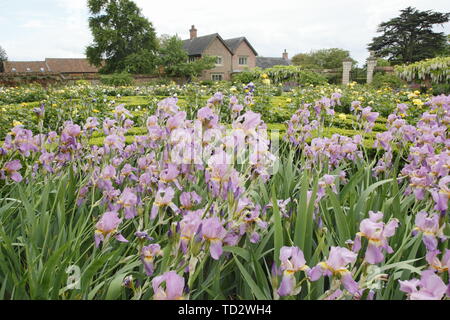 Iris flowers on display in the Walled West Garden at Doddington Hall and Gardens, Lincolnshire, England, UK Stock Photo