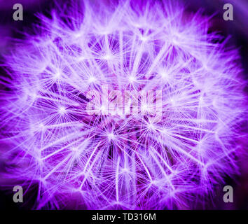 Macro, close-up photography of dandelion clock in ultra violet, neon, purple color. Stock Photo