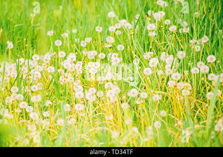 Dandelion field. Fresh green grass and light white dandelion flowers. Natural background. Springtime concept. Many tender flowers in field. Dandelion soft bloom. Eco and organic. Dandelion in nature. Stock Photo
