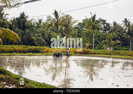 TUKAD, INDONESIA - JANUARY 28, 2019: Unidentified man plowing wet rice paddy with tilling machine on Bali island, Indonesia. Indonesia is 3rd largest  Stock Photo