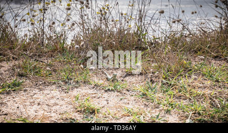 wild vegetation and a lezard by the sea on the island of Yeu, France Stock Photo