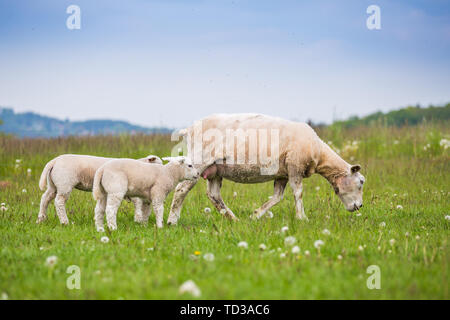 Texel ewe female sheep with newborn lamb in lush green meadow in Spring Time. Stock Photo