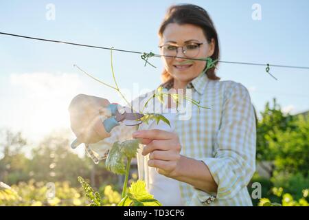 Spring summer garden work in vineyard. Mature woman working with pruner scissors with grapes bushes, sunny day Stock Photo