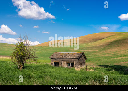 An old farm shed in the rolling hills of the Palouse, Washington, USA. Stock Photo