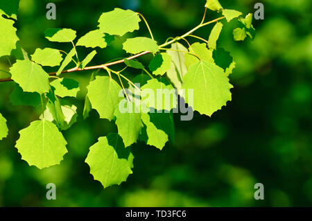 Backlit fresh birch leaves in the forest Stock Photo