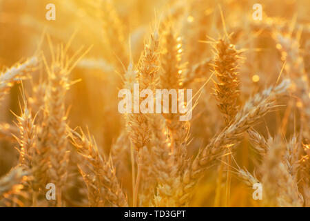 Ripe wheat in the field illuminated by evening sun Stock Photo