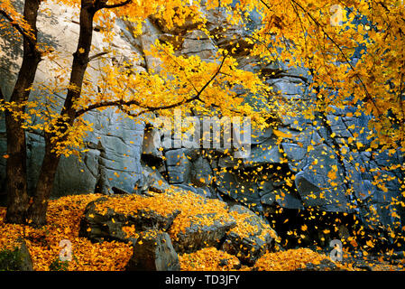 Beautiful autumn maple tree with falling leaves surrounded by scenic rocks Stock Photo
