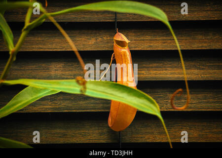 nepenthes carnivorous plant Tropical pitcher plants at thome big pitfall Stock Photo