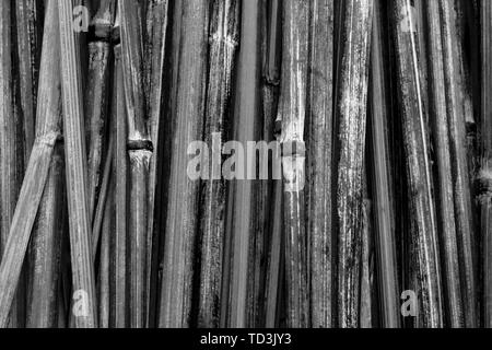 Stalks of rye arranged side by side. Fresh spring plants forming a ...