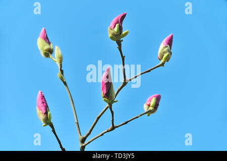 Unblown spring magnolia buds against blue sky Stock Photo