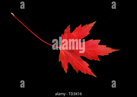 Red maple leaf isolated on black background Stock Photo