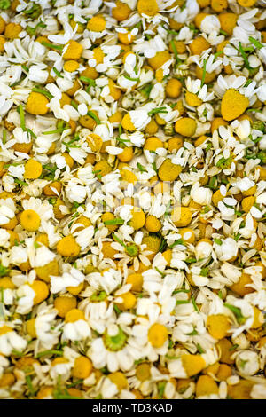 Camomile flowers ready for tea macro background high quality 50,6 Megapixels prints Stock Photo