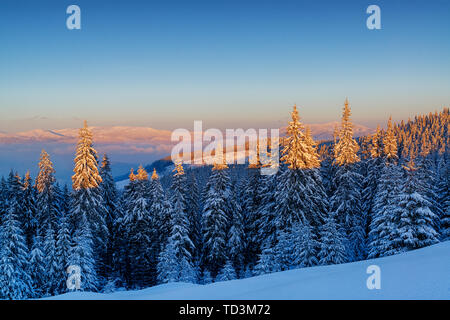 The first rays of the sun on the snowy branches of trees in the ...