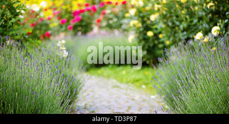 Pathway in garden with lavender and blooming colorful roses. Stock Photo