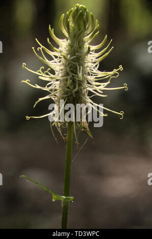 Phyteuma spicatum; spiked rampion flowering in woods above Walenstadt, Swiss Alps Stock Photo