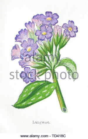 Common Lungwort (Pulmonaria officinalis), vintage illustration from 1874 Stock Photo