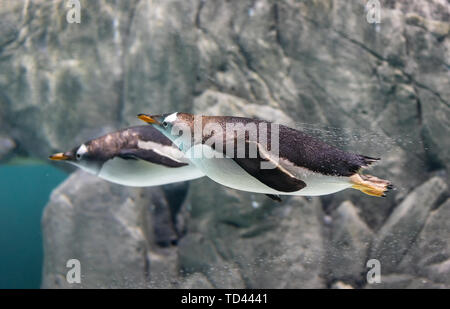Papua penguins playing in the aquarium. Stock Photo