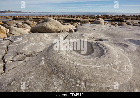 An Ammonite fossil embedded in rocks on Monmouth Beach, near Lyme Regis, Jurassic Coast, UNESCO World Heritage Site, Dorset, England Stock Photo