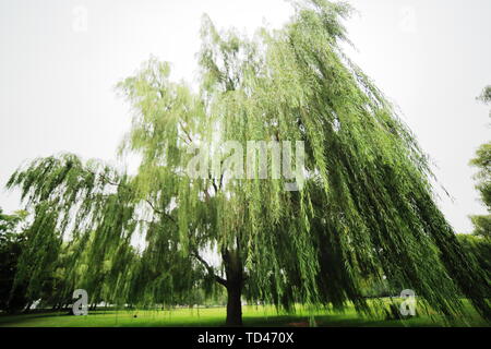 Willow tree in a park with focus on the large hanging branches in the foreground Stock Photo