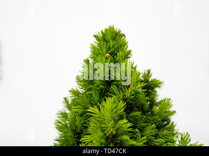 detail of small spruce with green needles isolated over white background Stock Photo