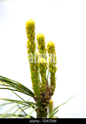 detail of young shoots of pine isolated over white background Stock Photo