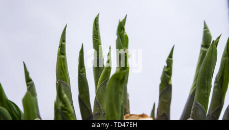 detail of hosta young leaves isolated over white background Stock Photo