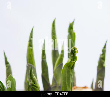 detail of hosta young leaves isolated over white background Stock Photo