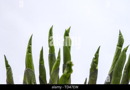 detail of hosta young leaves isolated over white background Stock Photo