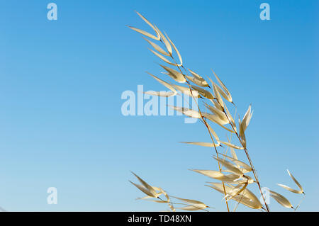 Close-Up of a Golden Wheat Field and Sunny Day. Background of Ripening Ears of Cereals Field Stock Photo
