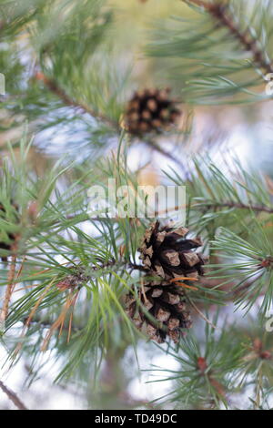 Pine branches against a natural light background Stock Photo