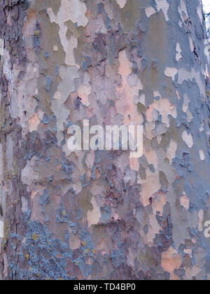 London Plane, Platanus x hispanica, close up of bark, March 2019 Stock Photo