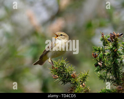 Willow warbler, Phylloscopus trochilus, single bird on branch, Warwickshire May 2019 Stock Photo