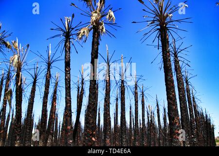 Californian palm trees burned by fire in a palm orchard in Spain Stock Photo