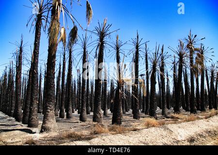 Californian palm trees burned by fire in a palm orchard in Spain Stock Photo