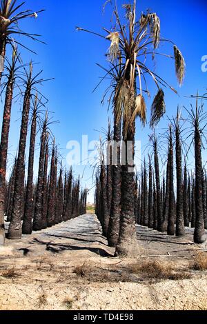 Californian palm trees burned by fire in a palm orchard in Spain Stock Photo