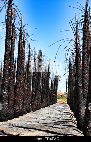 Californian palm trees burned by fire in a palm orchard in Spain Stock Photo