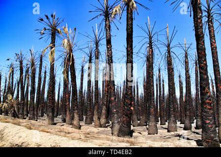 Californian palm trees burned by fire in a palm orchard in Spain Stock Photo