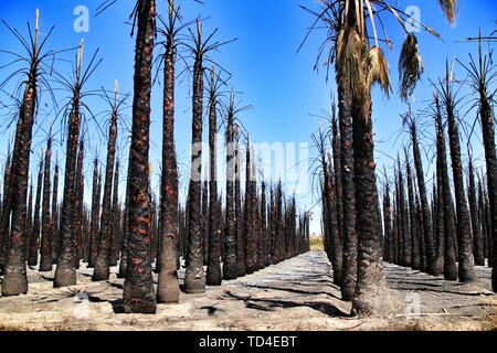 Californian palm trees burned by fire in a palm orchard in Spain Stock Photo