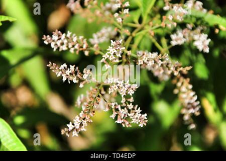 Beautiful Aloysia Citrodora plant in the garden in Spring Stock Photo