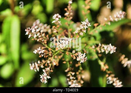 Beautiful Aloysia Citrodora plant in the garden in Spring Stock Photo