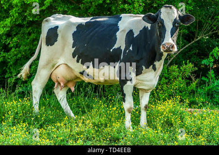 A black and white dairy cow standing in the farm field Stock Photo